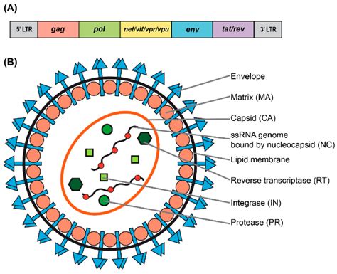 lv virus|clinical use of lentiviral vectors.